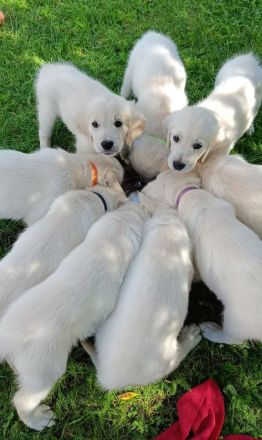 Golden Retriever Welpen