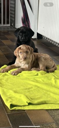 Labrador Welpen mit Ahnentafel