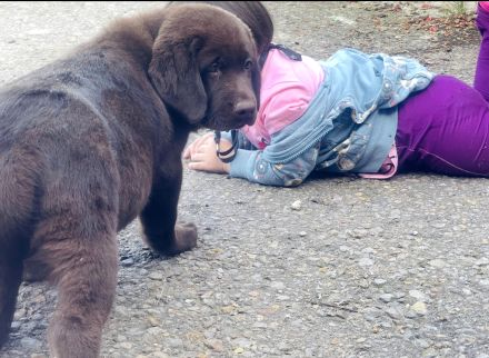 Labrador Welpen mit Ahnentafel