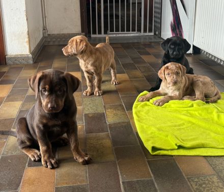 Labrador Welpen mit Ahnentafel