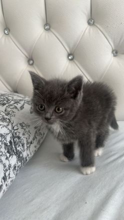 Britisch Kurzhaar Kitten 5 Wochen alt