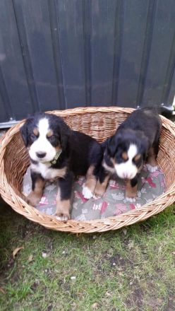 Berner Sennen Hund Welpen
