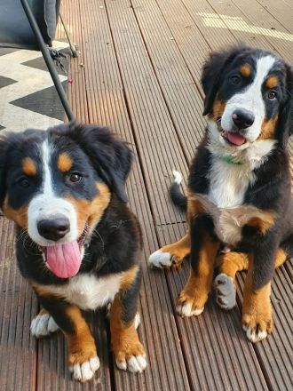 Berner Sennen Hund Welpen