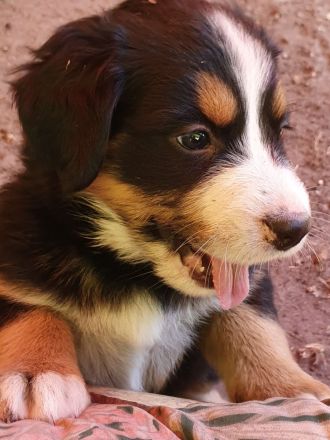 Berner Sennen Hund Welpen