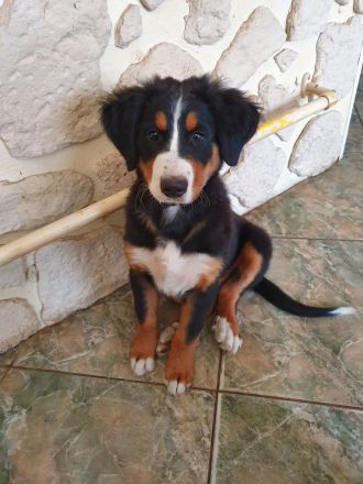 Berner Sennen Hund Welpen