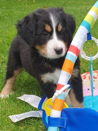 Berner Sennen Hund Welpen