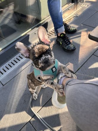 Französische Bulldogge Deckrüde