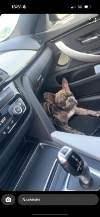 Französische Bulldogge Deckrüde