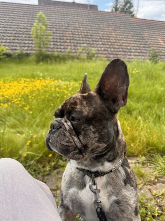 Französische Bulldogge Deckrüde