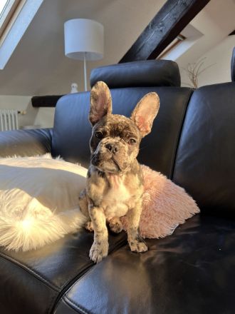 Französische Bulldogge Deckrüde