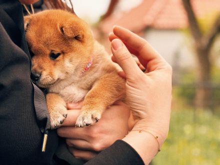 Shiba Inu Wurfplanung Winter 2025, Baden Württemberg