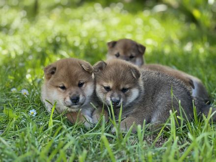 Shiba Inu Wurfplanung Winter 2025, Baden Württemberg