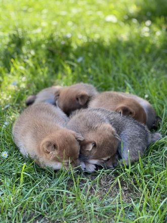 Shiba Inu Wurfplanung Winter 2025, Baden Württemberg