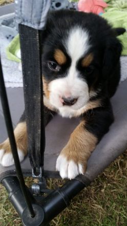 Berner Sennen Hund Welpen