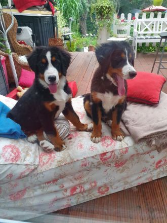 Berner Sennen Hund Welpen