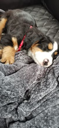 Berner Sennen Hund Welpen