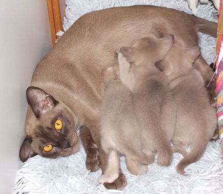 Burma Kitten mit Stammbaum