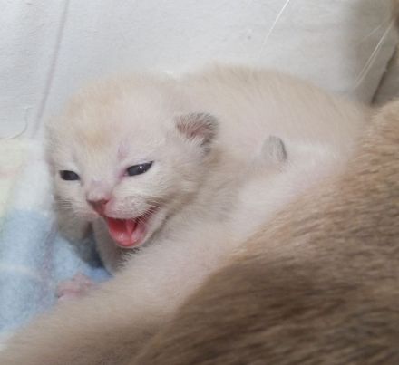 Burma Kitten mit Stammbaum