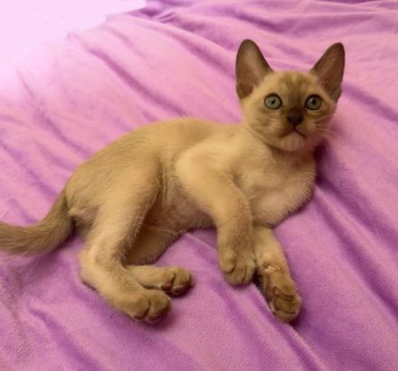 Burma Kitten mit Stammbaum