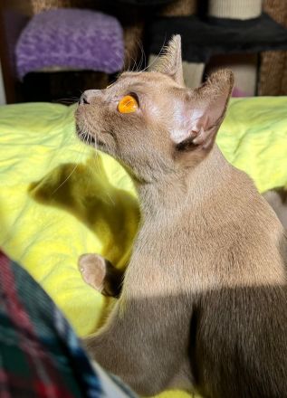 Burma Kitten mit Stammbaum