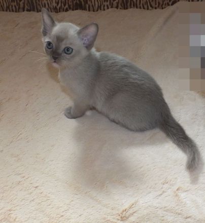 Burma Kitten mit Stammbaum