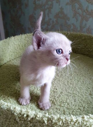 Burma Kitten mit Stammbaum