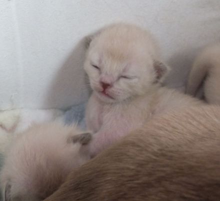 Burma Kitten mit Stammbaum