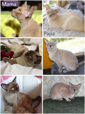 Burma Kitten mit Stammbaum