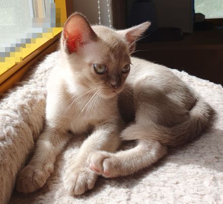 Burma Kitten mit Stammbaum