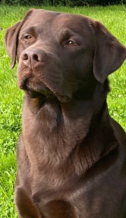 Labrador Deckrüde mit Top Ergebnissen