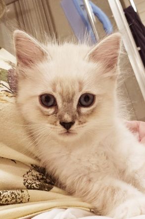 Süßes Ragdoll Katerchen sucht ein zu Hause