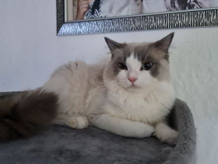 Süßes Ragdoll Katerchen sucht ein zu Hause