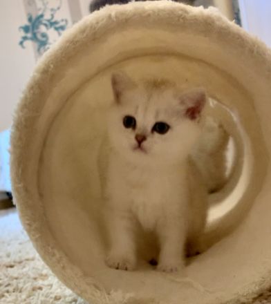 Chinchilla Kater mit Stammbaum