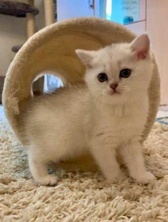 Chinchilla Kater mit Stammbaum