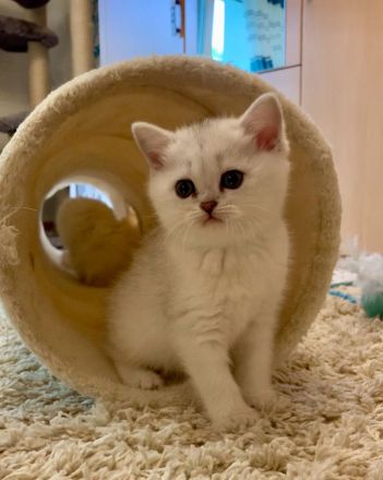Chinchilla Kater mit Stammbaum