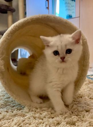 Chinchilla Kater mit Stammbaum