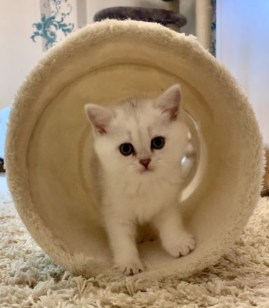 Chinchilla Kater mit Stammbaum