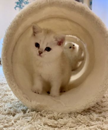 Chinchilla Kater mit Stammbaum