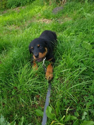 Rottweiler Hündin