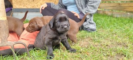 Wunderschöne Labrador Flat Coated Mix Welpen