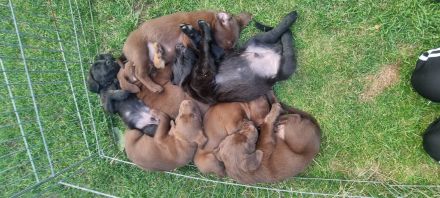 Wunderschöne Labrador Flat Coated Mix Welpen