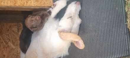 Wunderschöne Labrador Flat Coated Mix Welpen