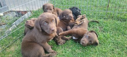 Wunderschöne Labrador Flat Coated Mix Welpen