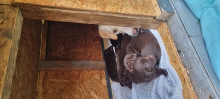 Wunderschöne Labrador Flat Coated Mix Welpen