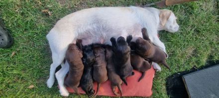 Wunderschöne Labrador Flat Coated Mix Welpen