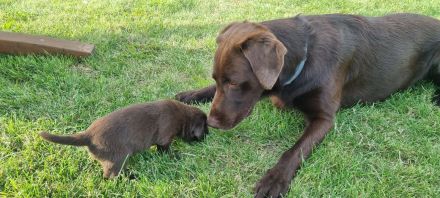 Wunderschöne Labrador Flat Coated Mix Welpen