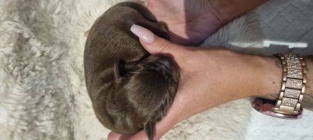 Wunderschöne Labrador Flat Coated Mix Welpen