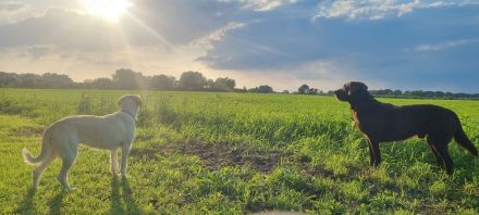Wunderschöne Labrador Flat Coated Mix Welpen