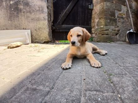 Welpen in liebevolle Hände abzugeben