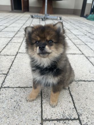 Kleinspitz sucht neues zuhause